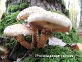 Pholiota squarrosoides-amf1451-1